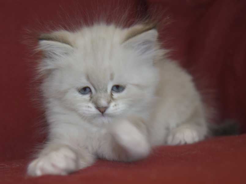 Neva Masquerade kattunge Thyone