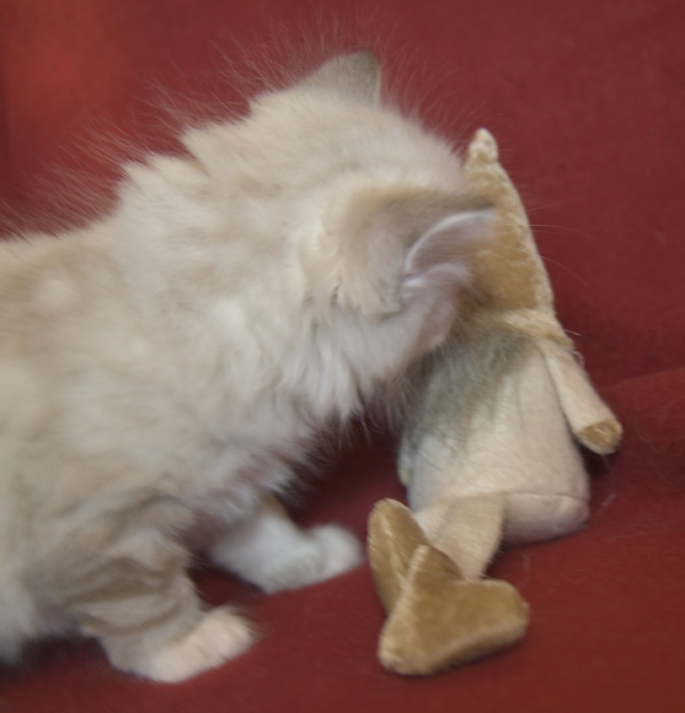 Neva Masquerade kattunge Thule