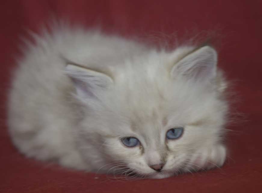 Neva Masquerade kattunge Thule