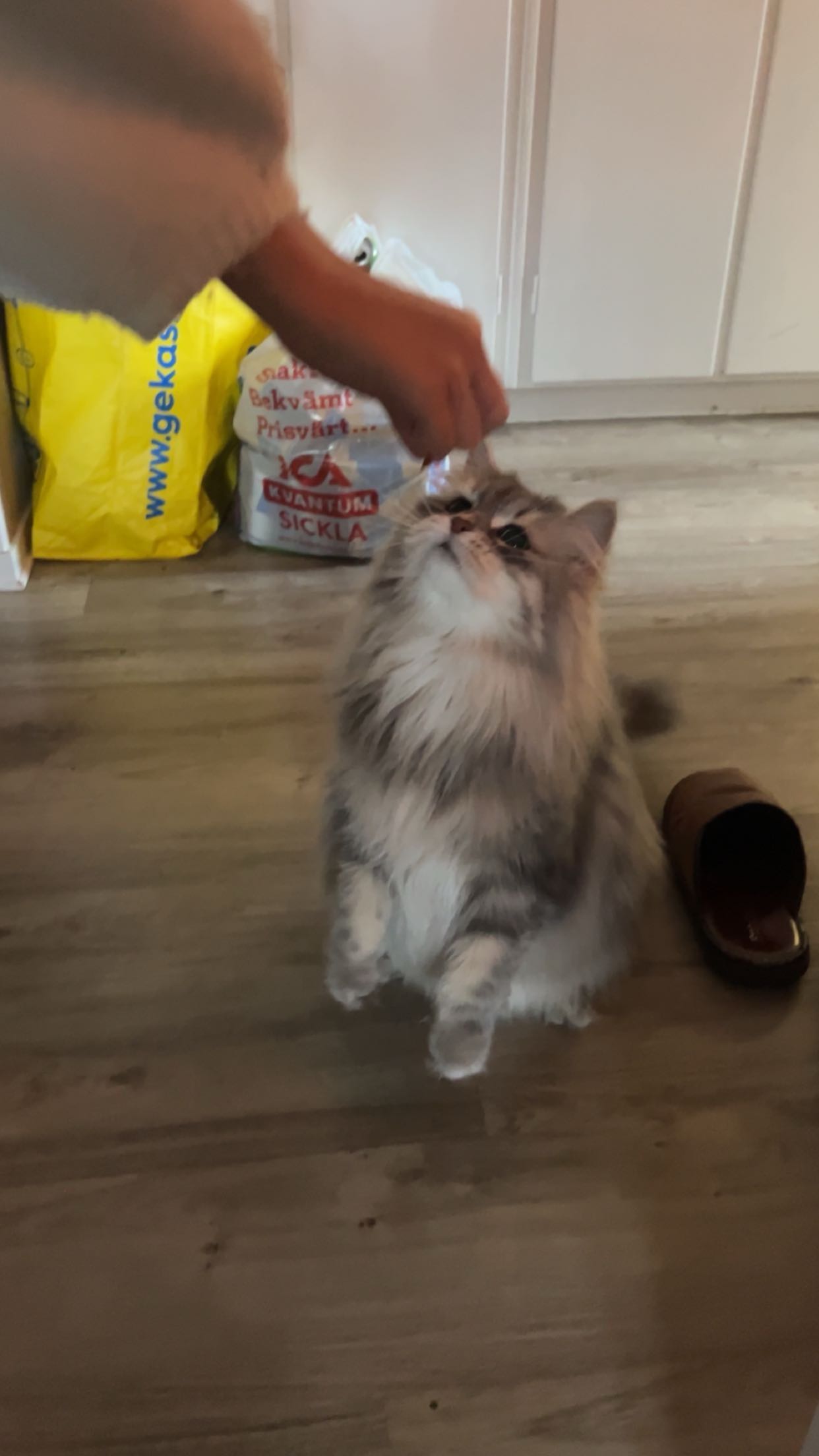 Sibirisk katt Yambika Jul