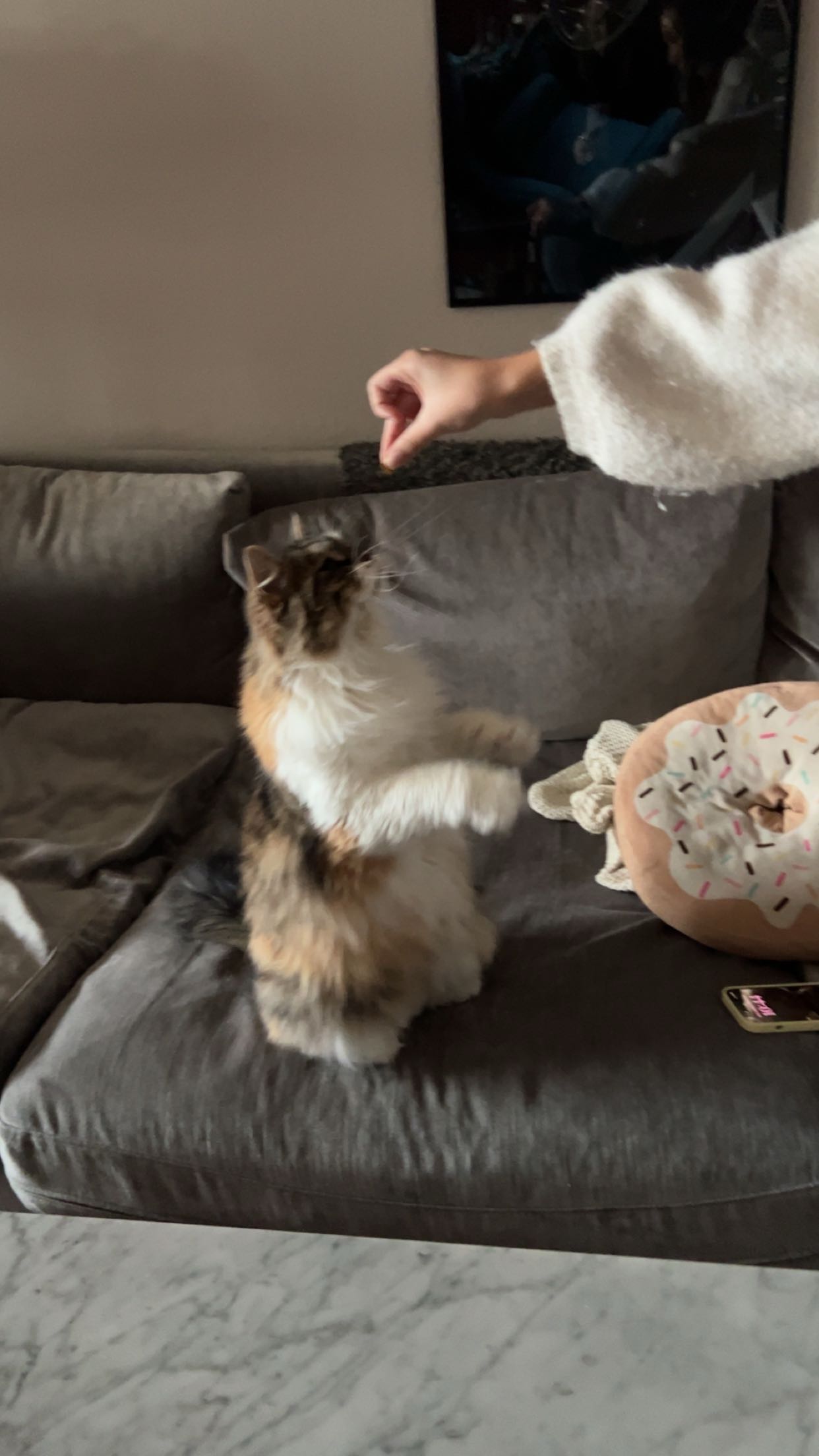 Sibirisk katt Xainza