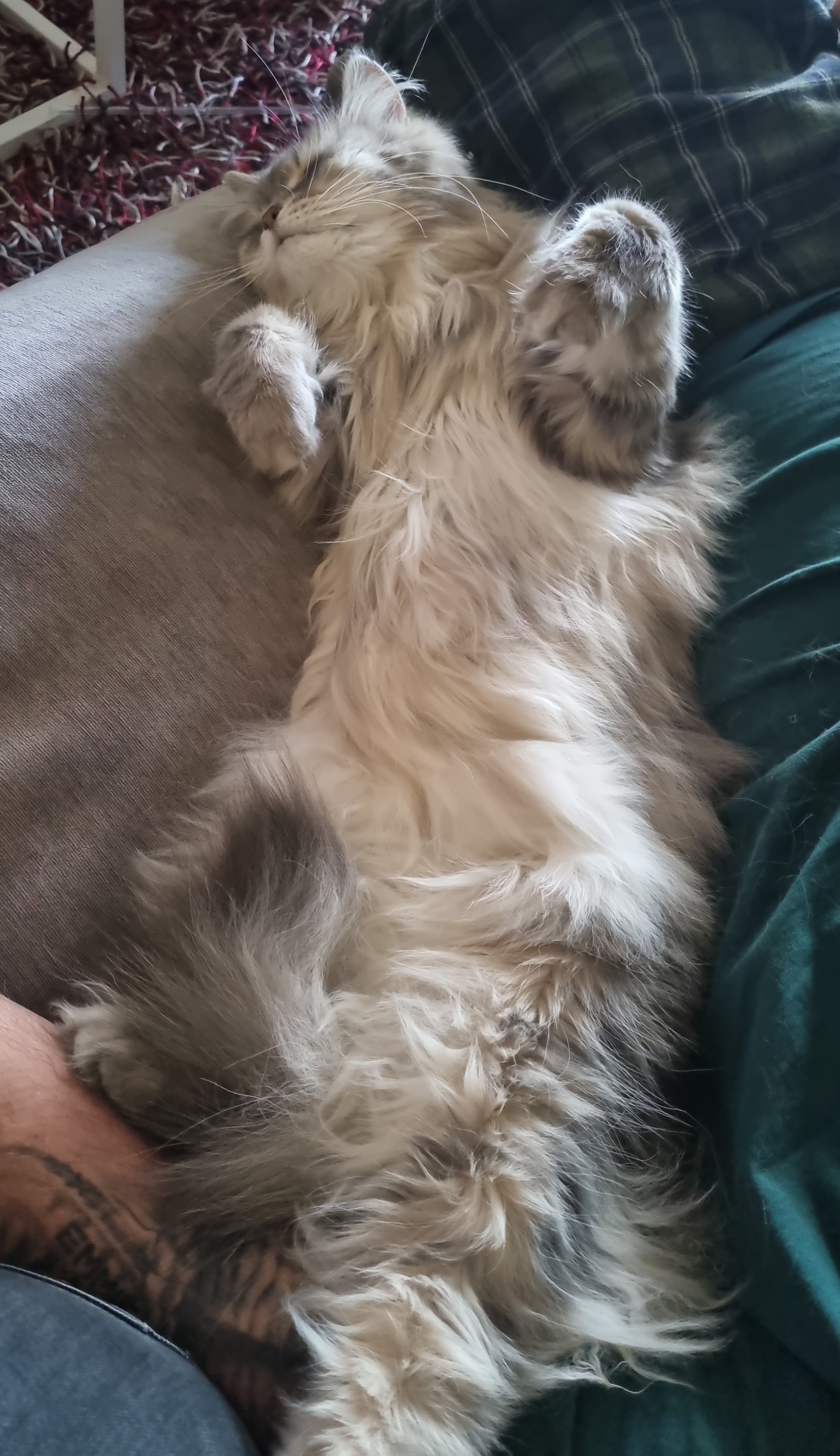 Sibirisk katt Yambika