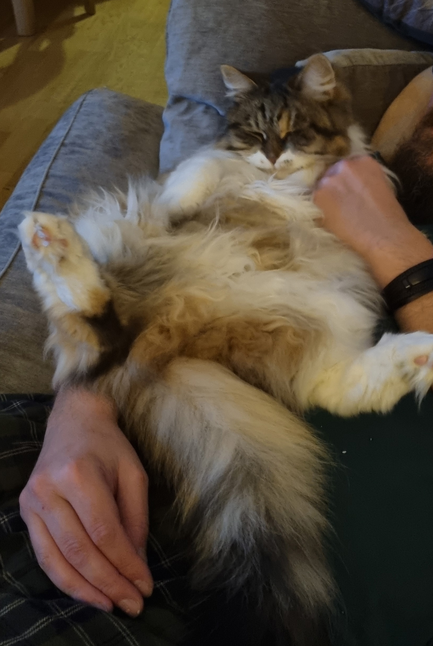 Sibirisk katt Xainza