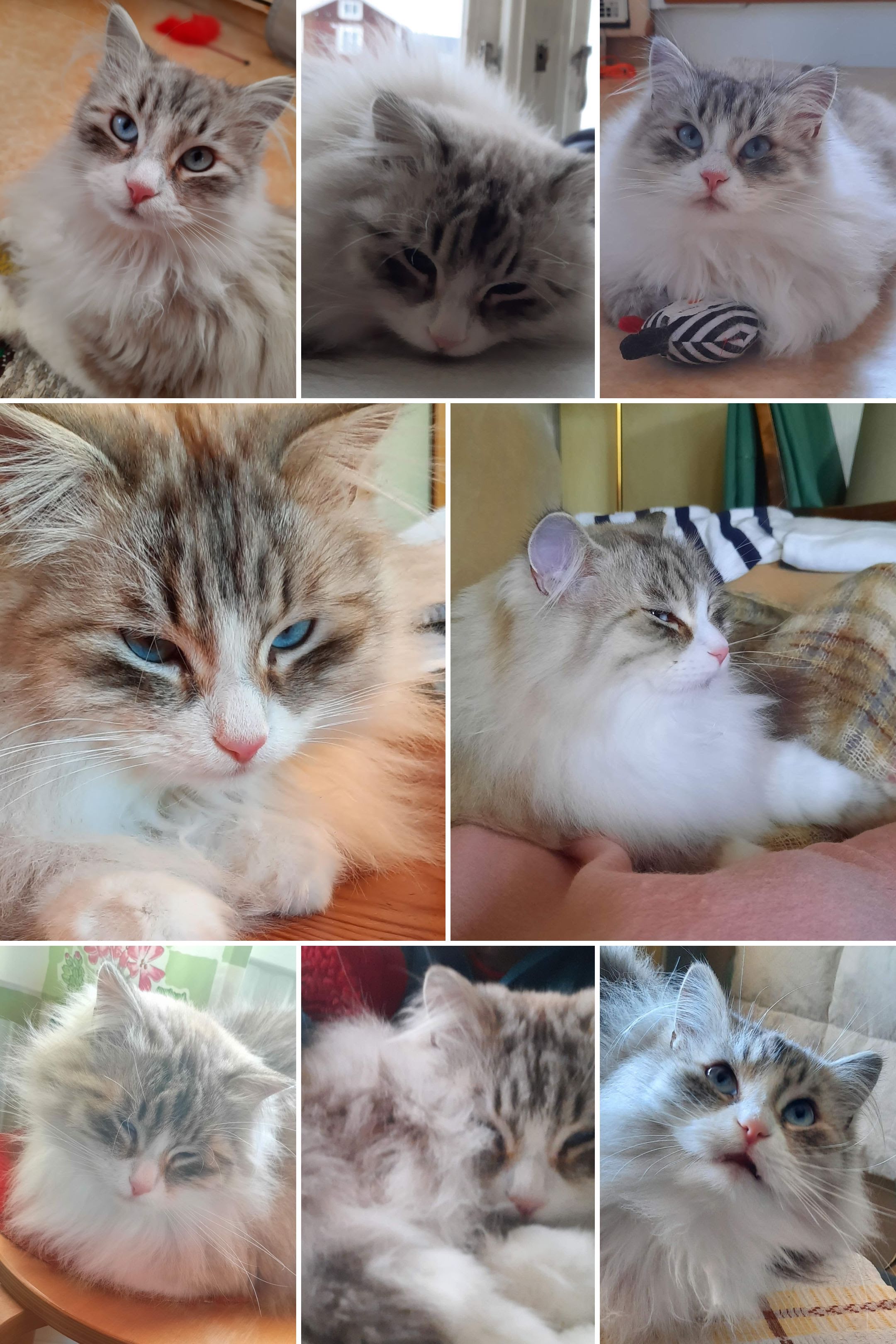 Neva Masquerade katt Hale-Bopp