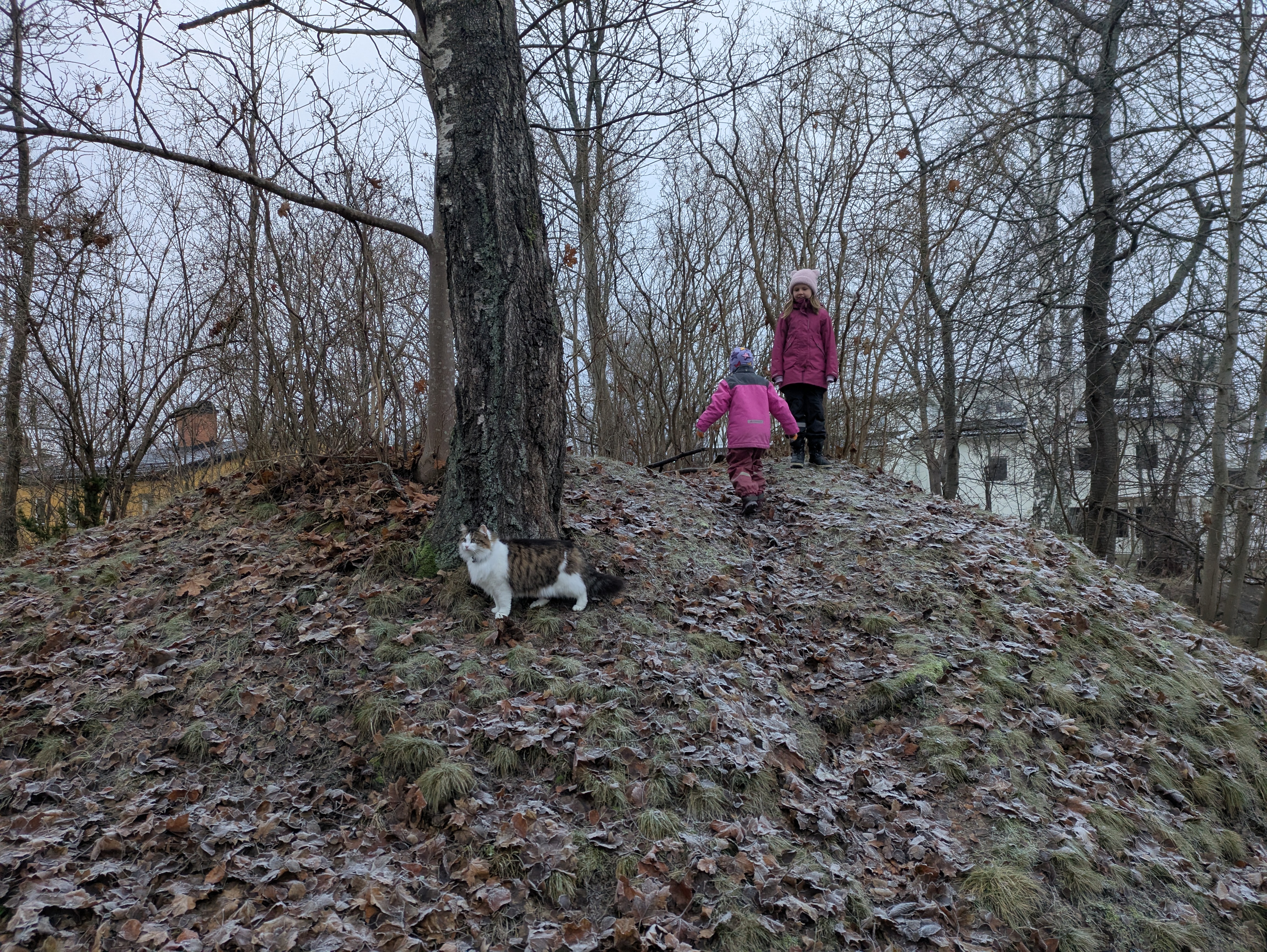 Sibirisk katt Garlena