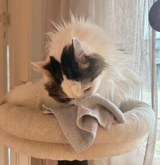 Sibirisk katt Quincy