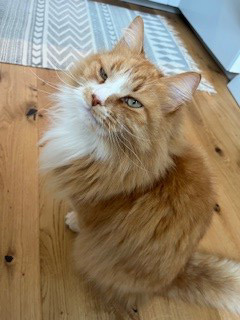 Sibirisk katt Zett Jul