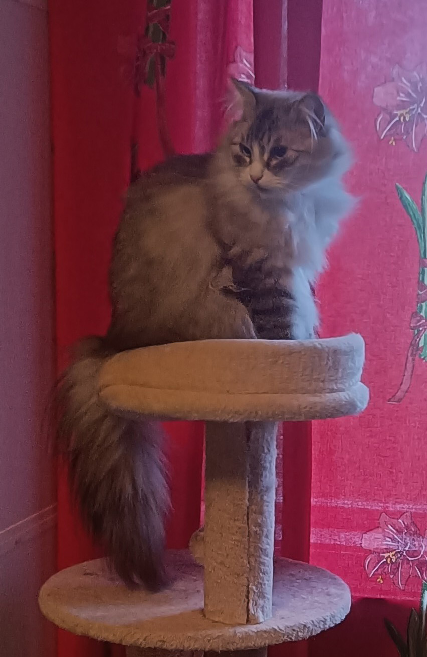 Neva Masquerade katt Hale-Bopp