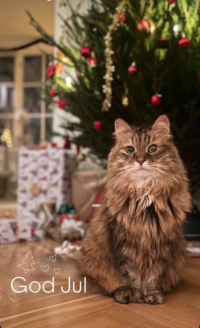 Sibirisk katt Epsilon