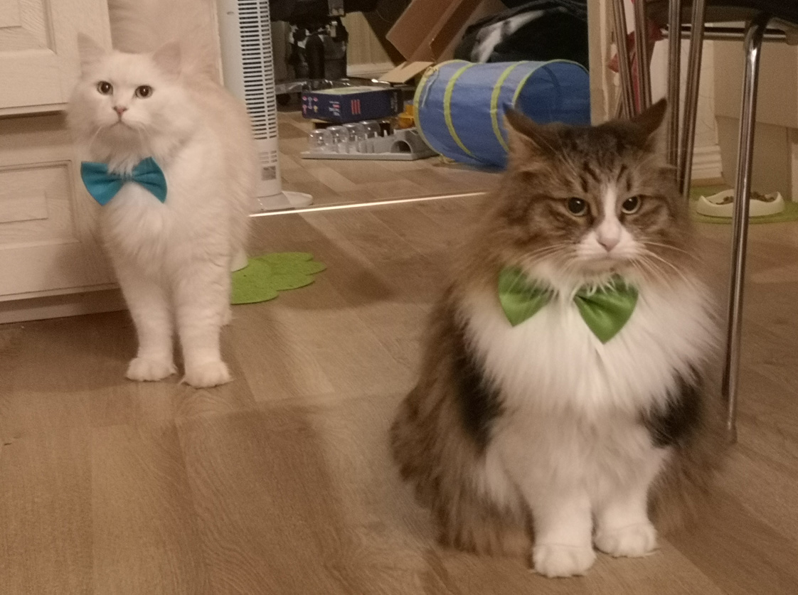 Sibirisk katt Xosa Jul