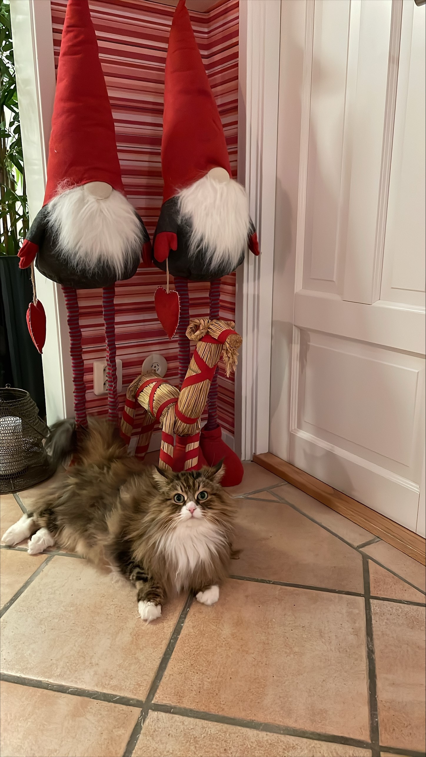 Sibirisk katt Fox Jul