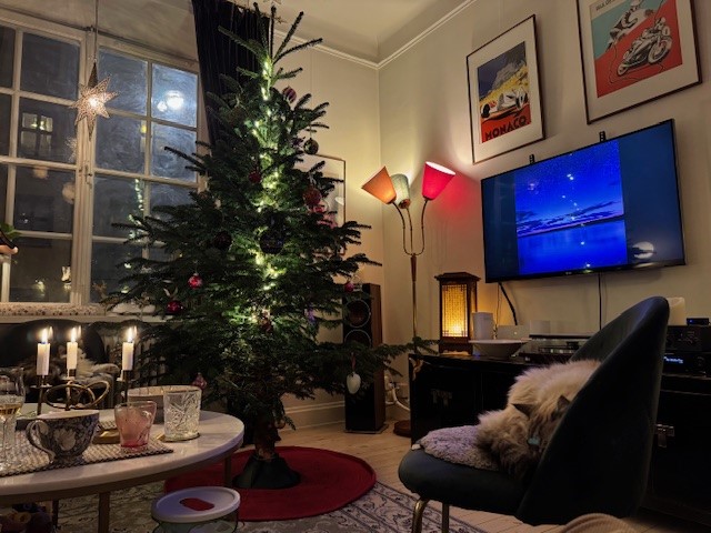 Sibirisk katt Caphir Neva Oberon Jul