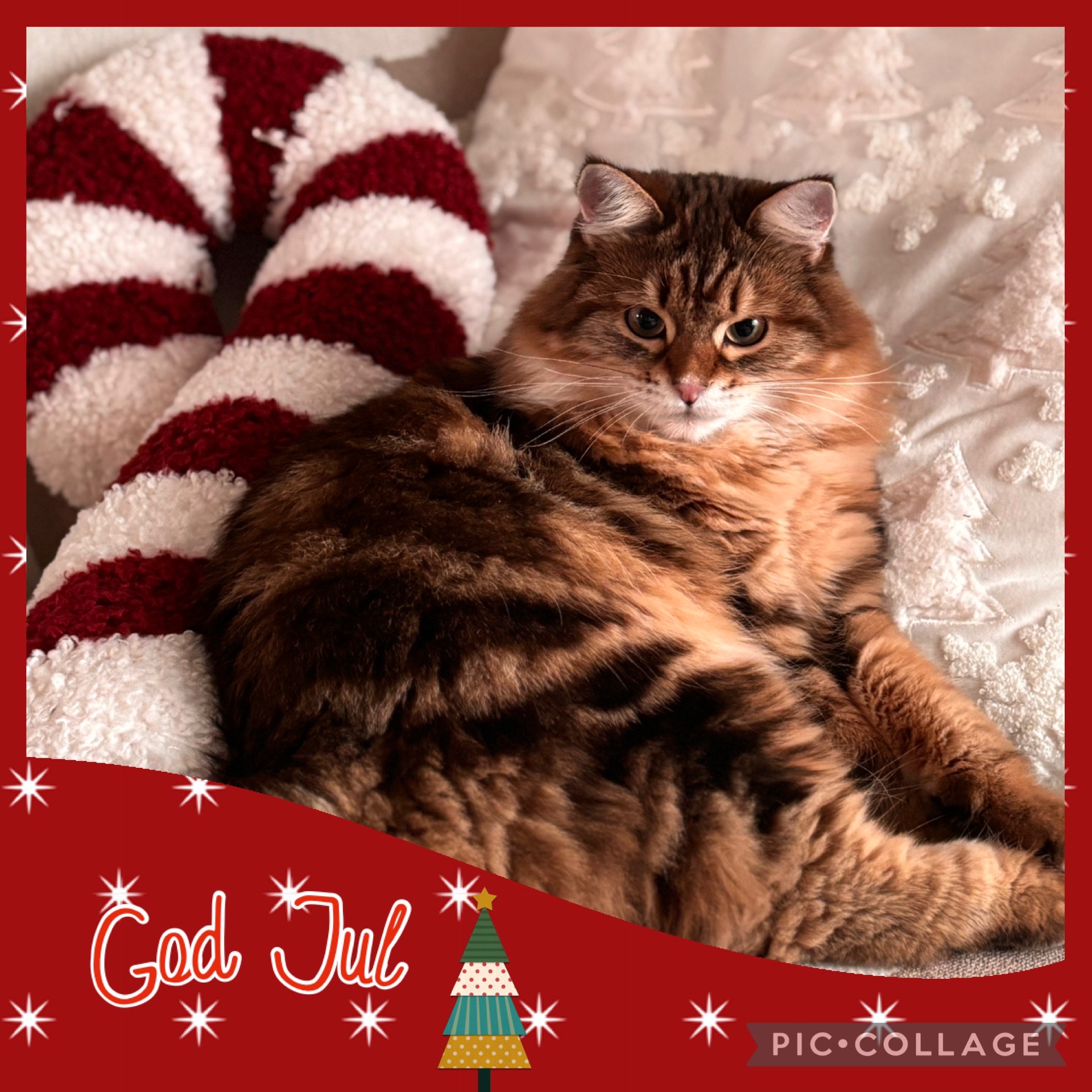 Sibirisk katt Semele