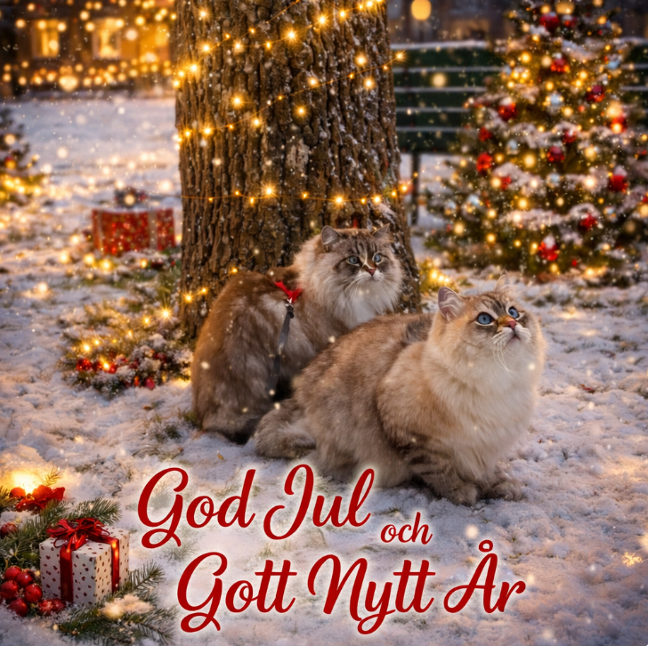 Neva Masquerade katt Dixie o Kaus