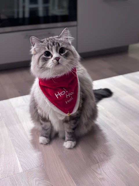 Neva Masquerade katt Darwin