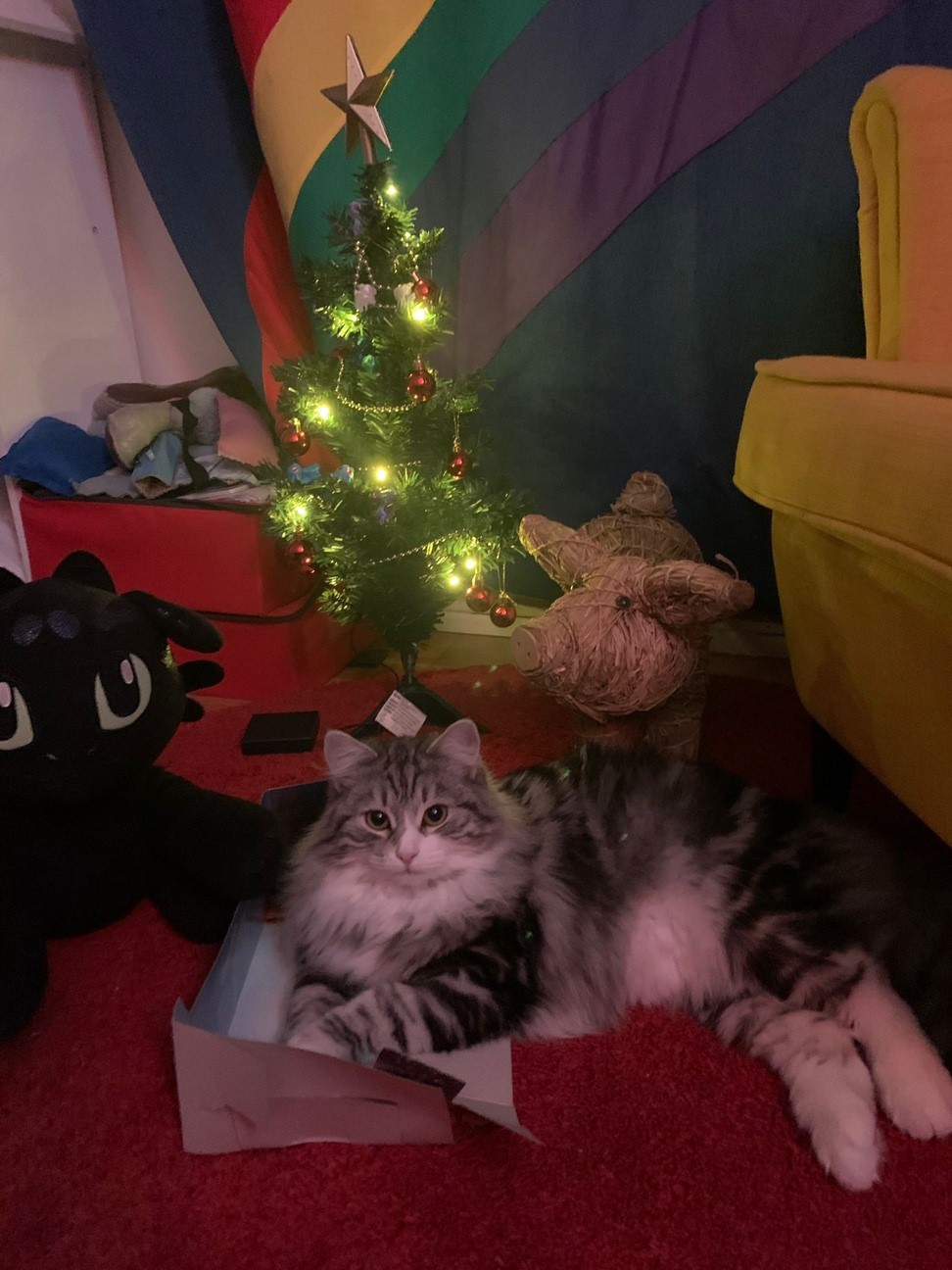 Sibirisk katt Seppina