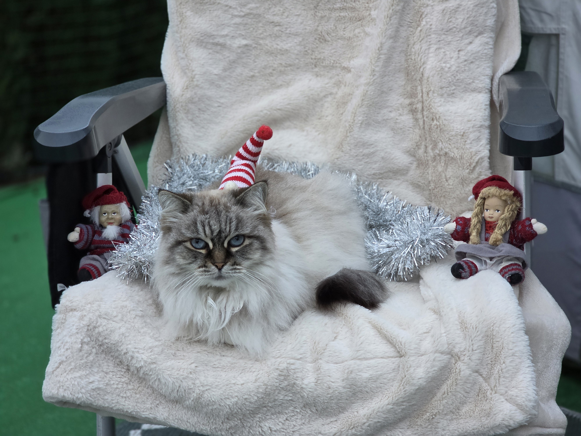 Neva Masquerade katt Venus Jul