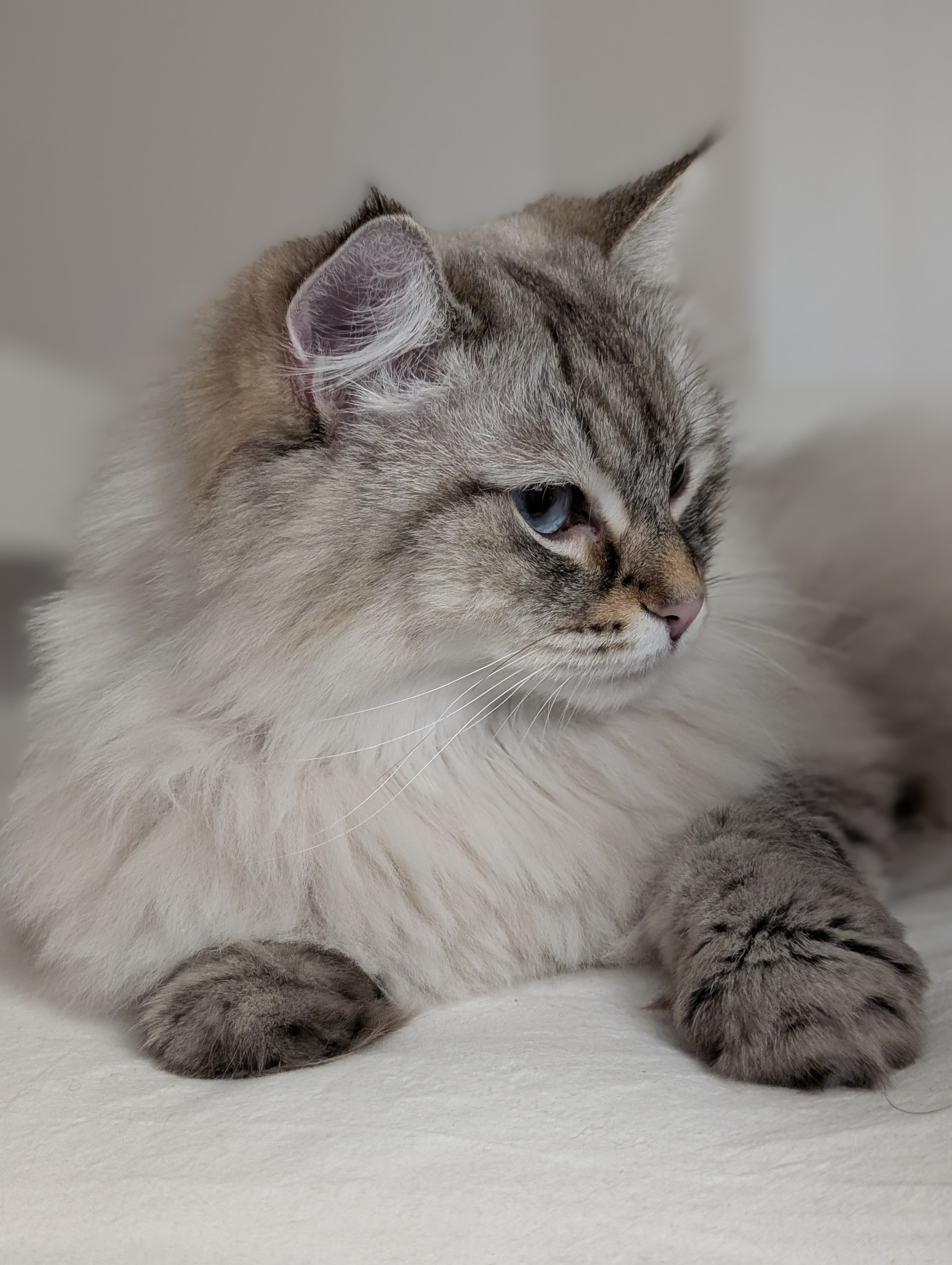 Neva Masquerade katt Kate