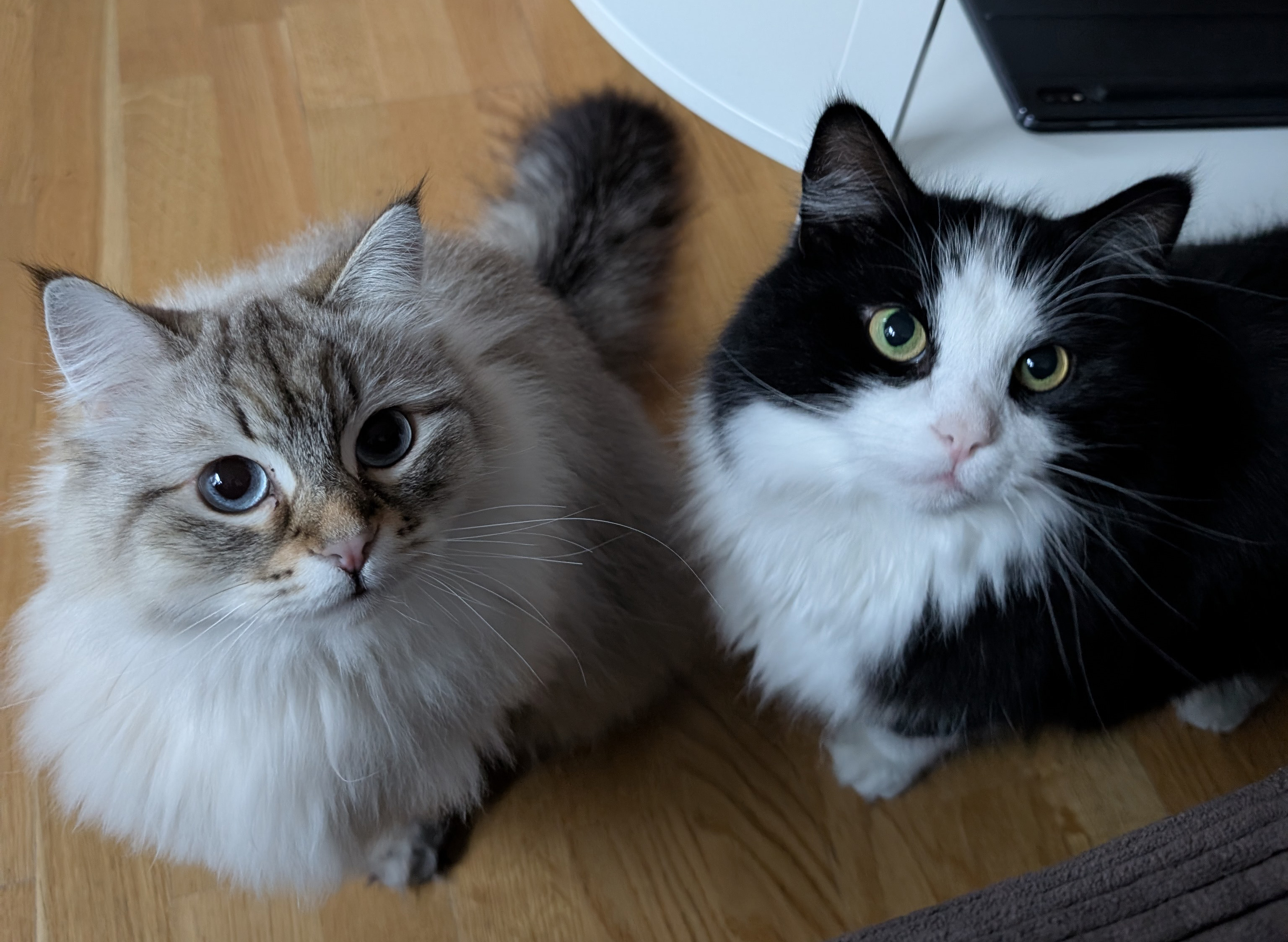 Neva Kate o SIB Lewis Jul