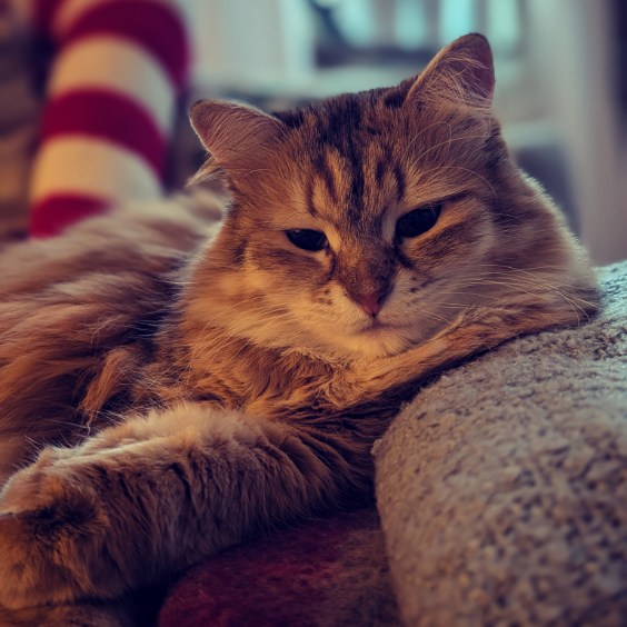 Sibirisk katt Florentina