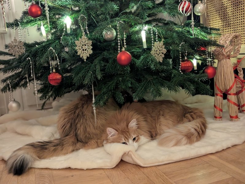 Sibirisk katt Ukko och Florentina