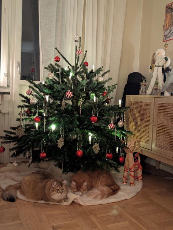 Sibirisk katt Ukko o Florentina Jul