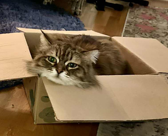 Sibirisk katt Vincente