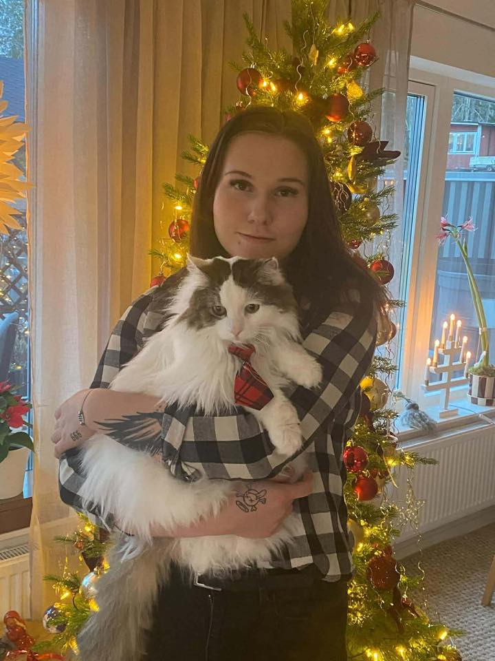 Sibirisk katt Quincy