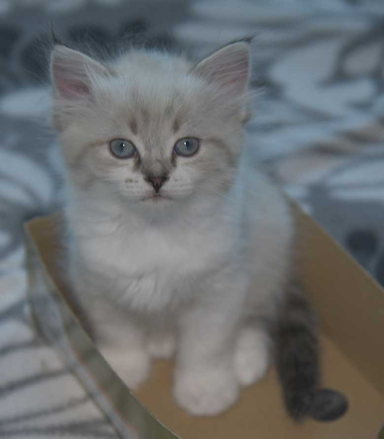 Neva Masquerade kattunge Thalia