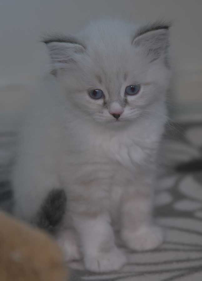 Neva Masquerade kattunge Taurus