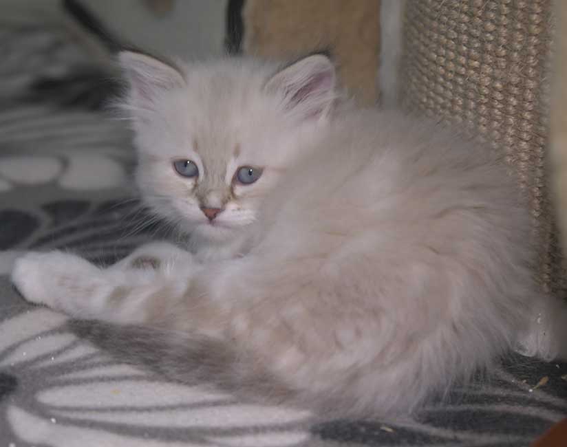 Neva Masquerade kattunge Thalia