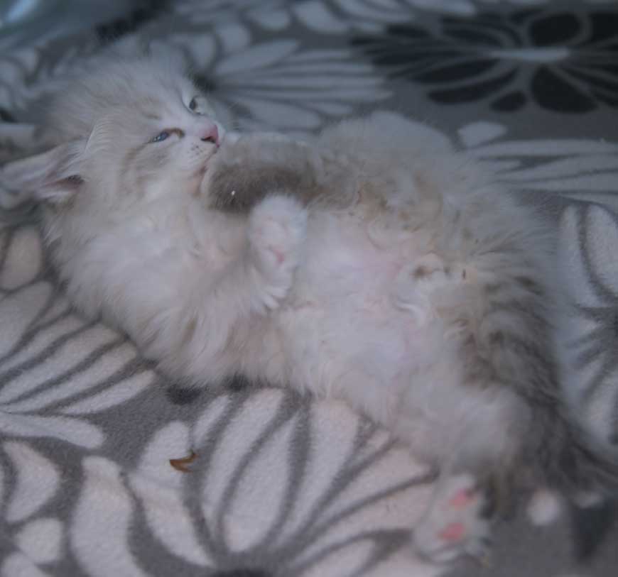 Neva Masquerade kattunge Thrymr