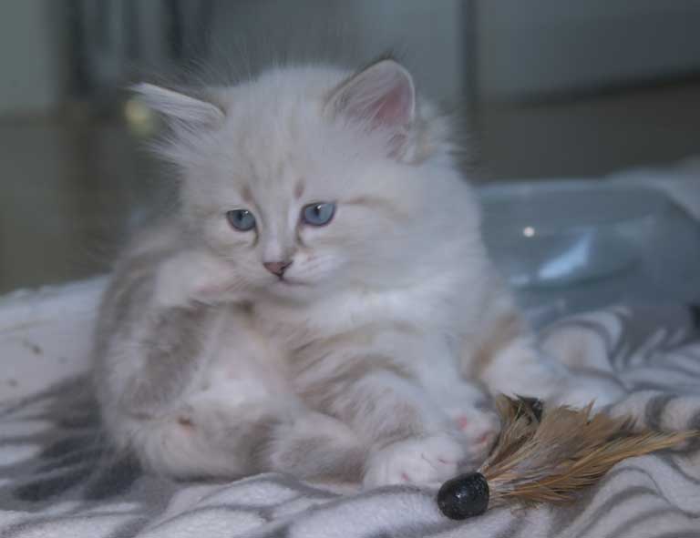 Neva Masquerade kattunge Thule