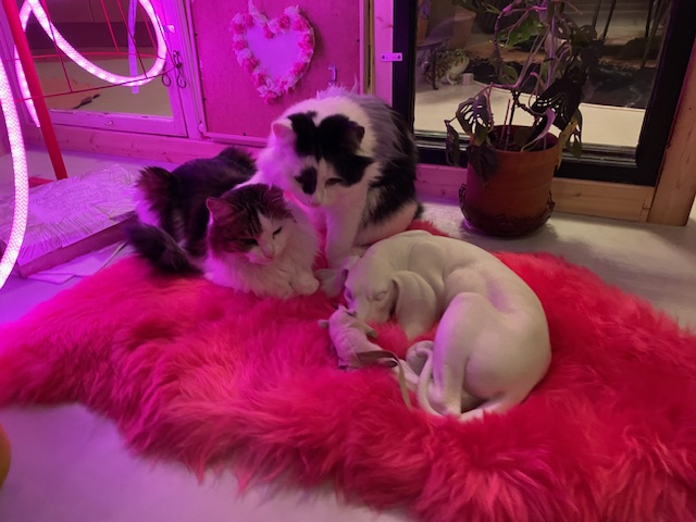 Sibirisk katt Lyma o Picasso