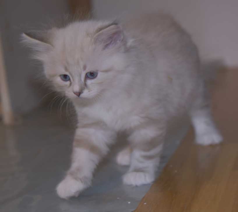 Neva Masquerade kattunge Thule