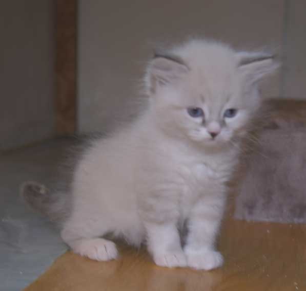 Neva Masquerade kattunge Taurus