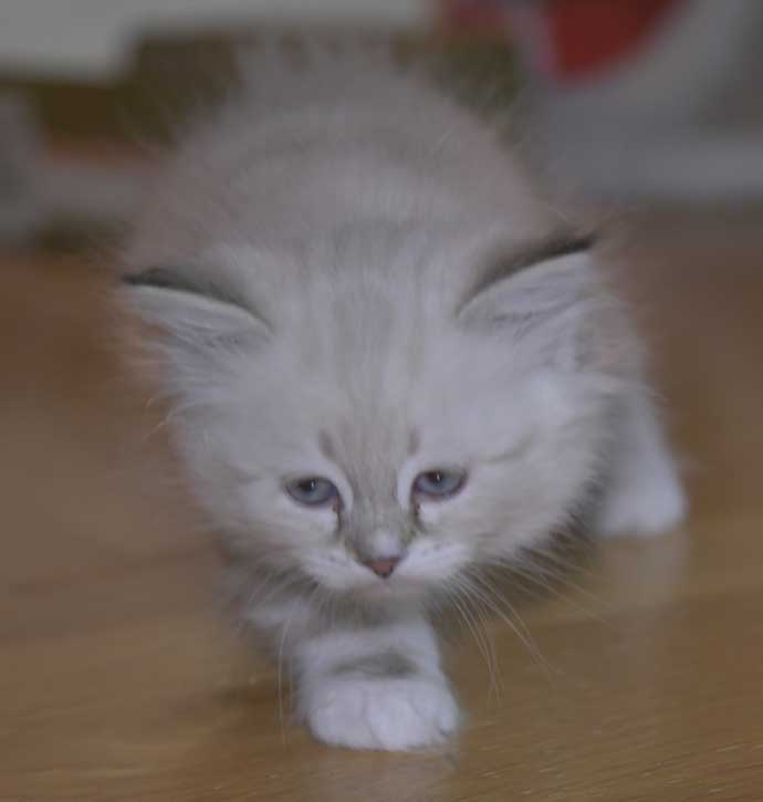 Neva Masqueradekattunge Thyone