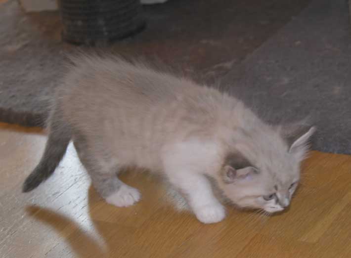 Neva Masquerade kattunge Thalia