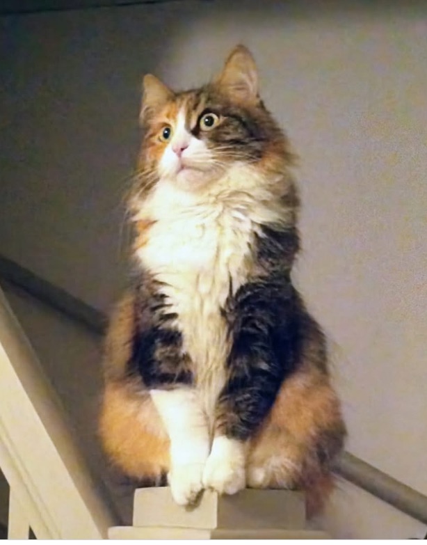 Sibirisk katt Ioata Arae