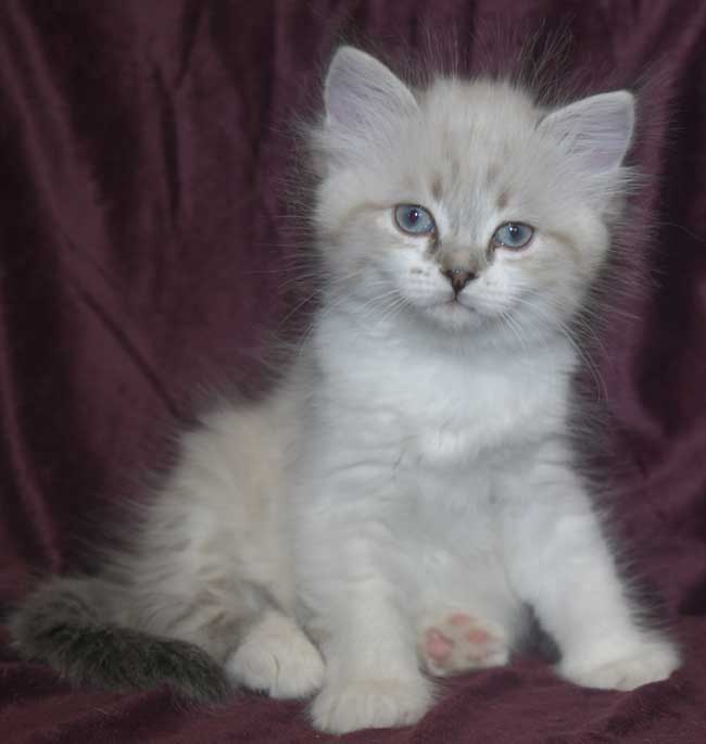 Neva Masquerade kattunge Thalia