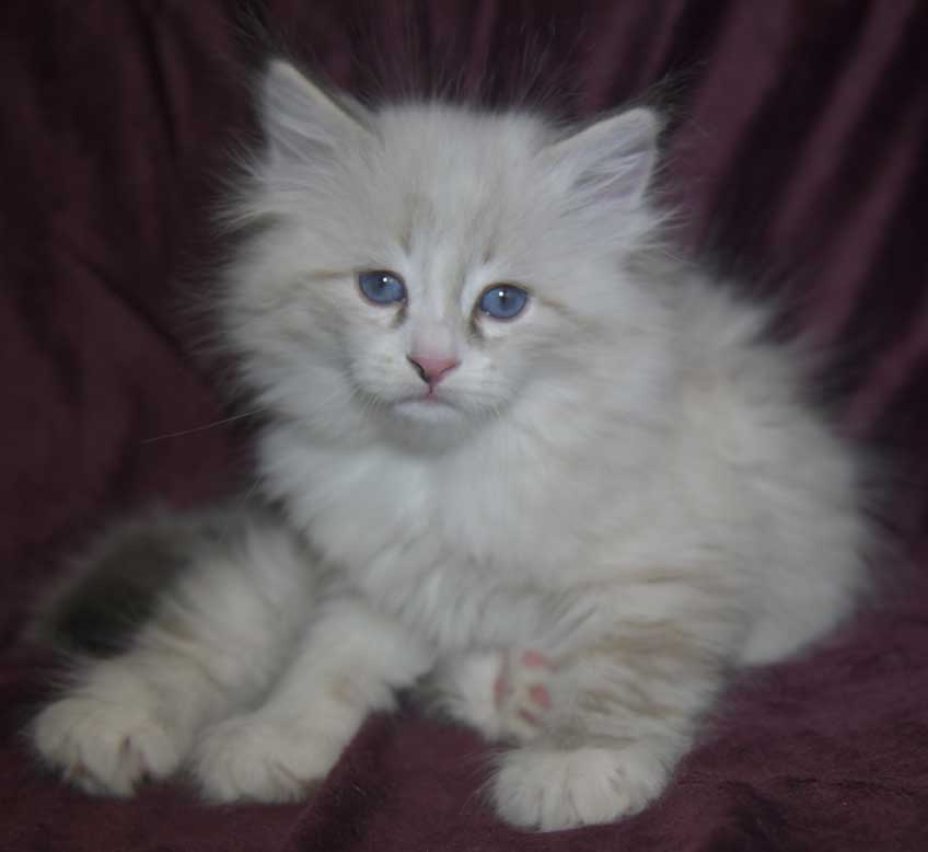 Neva Masquerade kattunge Thrymr