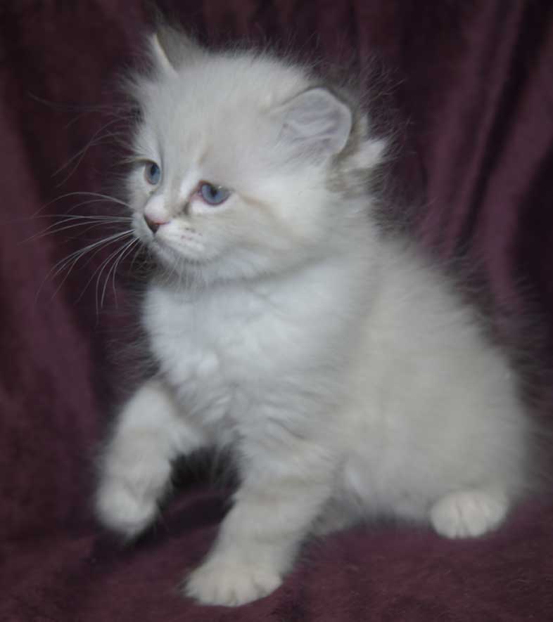 Neva Masquerade kattunge Taurus