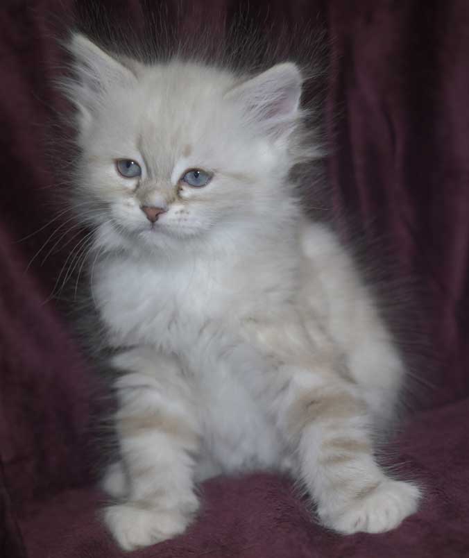 Neva Masquerade kattunge Thyone