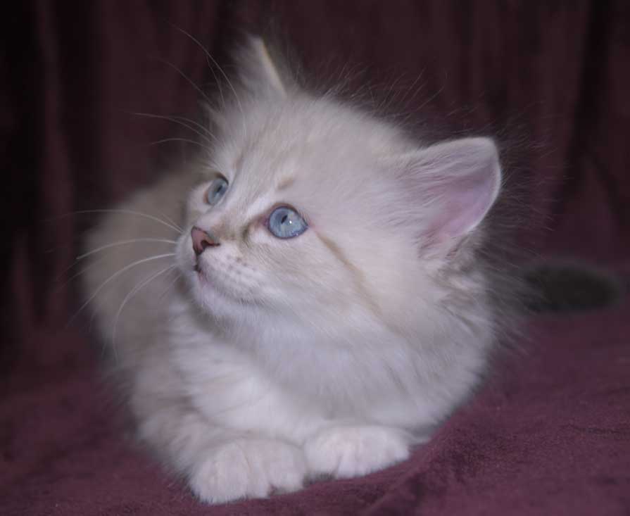 Neva Masquerade kattunge Thule