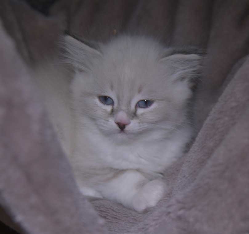 Neva Masquerade kattunge Taurus