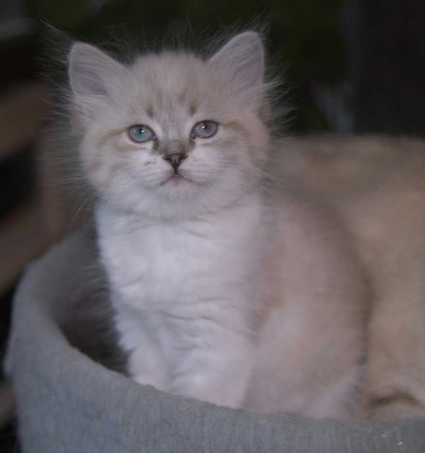 Neva Masquerade kattunge Thalia