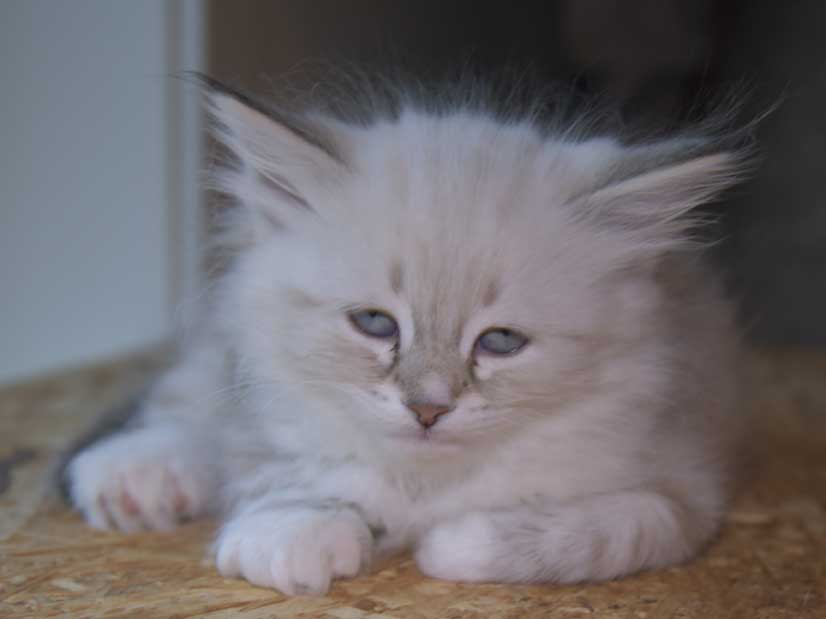 Neva Masquerade kattunge Thyone