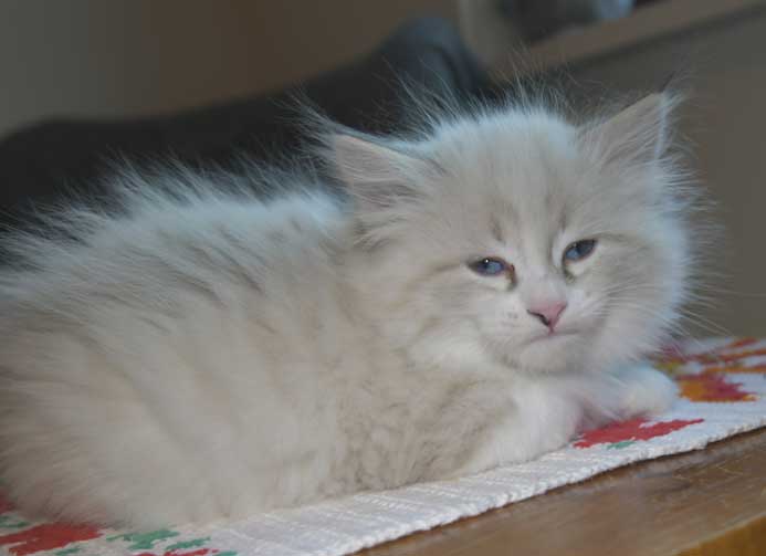 Neva Masquerade kattunge Thrymr