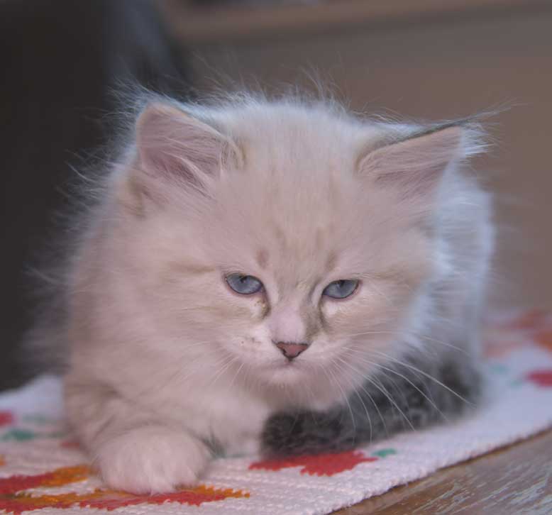 Neva Masquerade kattunge Thule