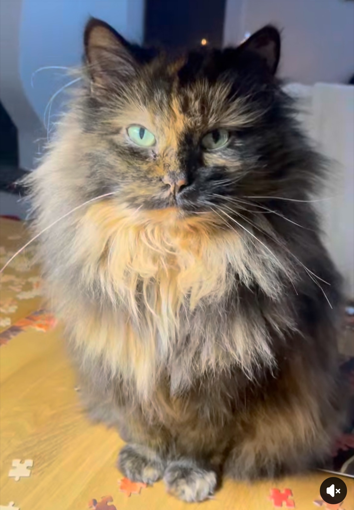 Sibirisk katt Kathleen